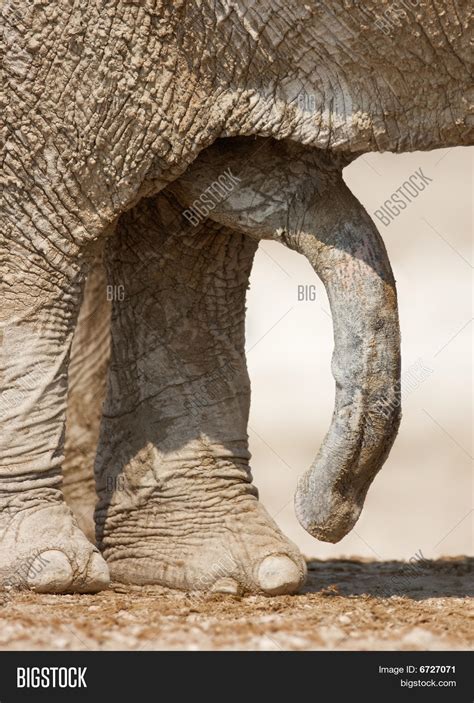 elephant cock (57,601 results) Report. Related searches 40 cm elephant dildo biggest pussy lips bigest cock african huge dick monstercock compilation elephant sex ...